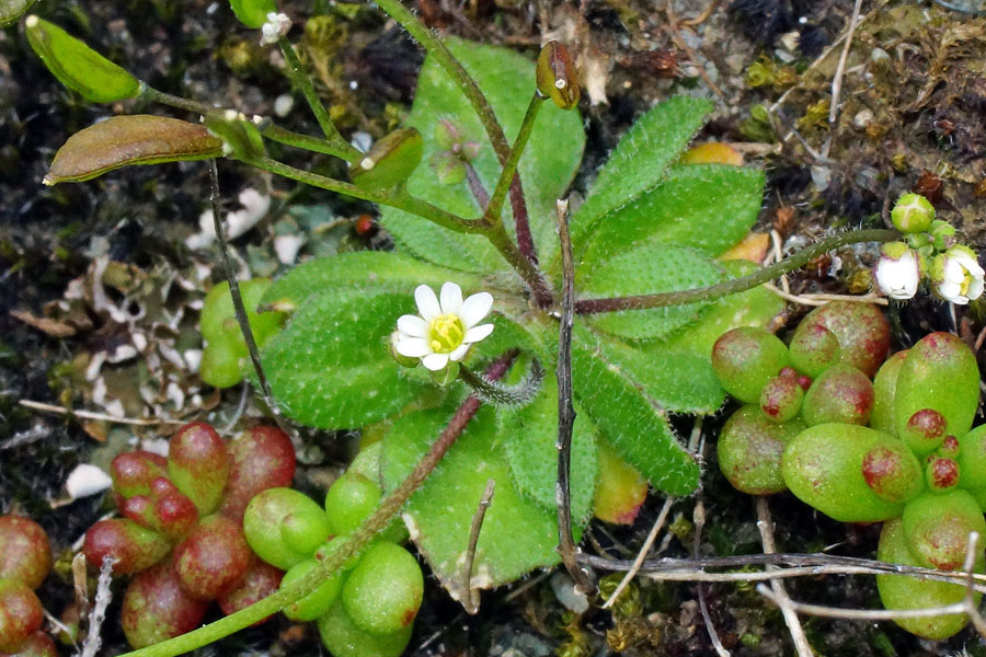 Erophila verna subsp. verna